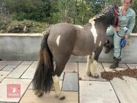 3YO DARTMOOR HILL 11.3HH FILLY - 4