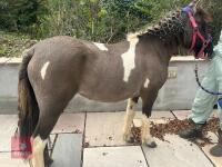 3YO DARTMOOR HILL 11.3HH FILLY - 5