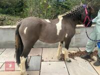 3YO DARTMOOR HILL 11.3HH FILLY - 6