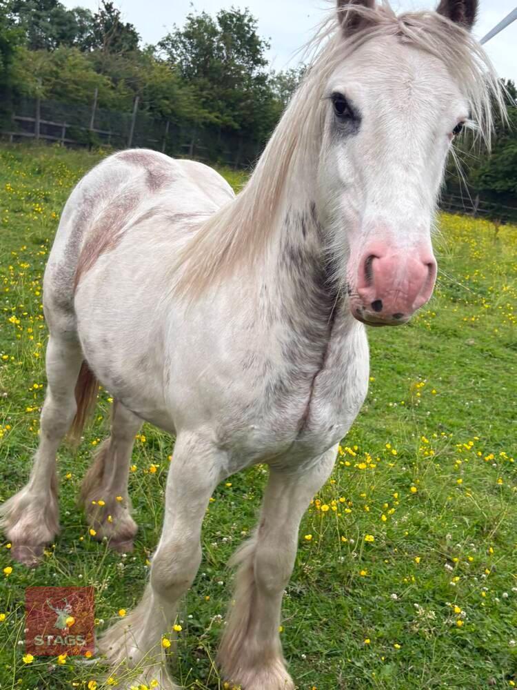2YO COB GELDING