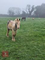 2YO COB GELDING - 2