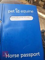 1YO DARTMOOR HILL 11.2HH GELDING - 4