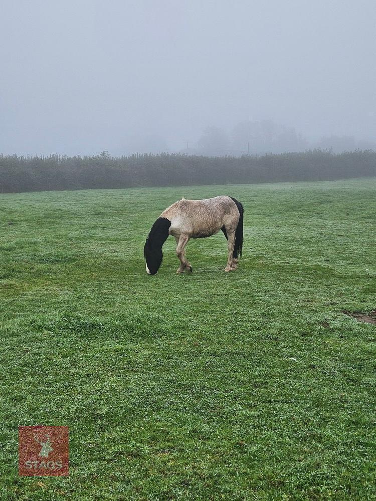 1YO DARTMOOR HILL 11.2HH MARE