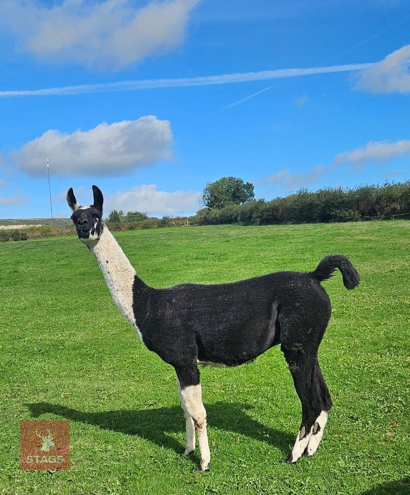 3YO LLAMA GELDING