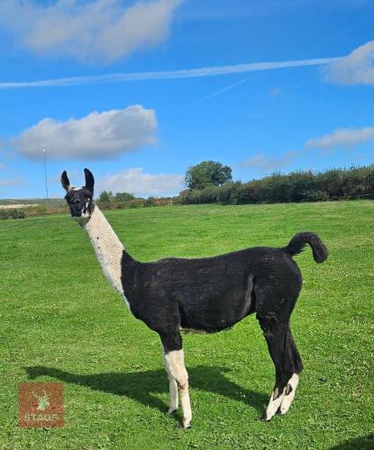 3YO LLAMA GELDING