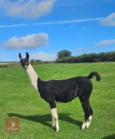 3YO LLAMA GELDING