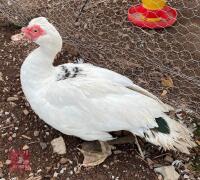 PAIR OF MUSCOVY DUCKS - 2
