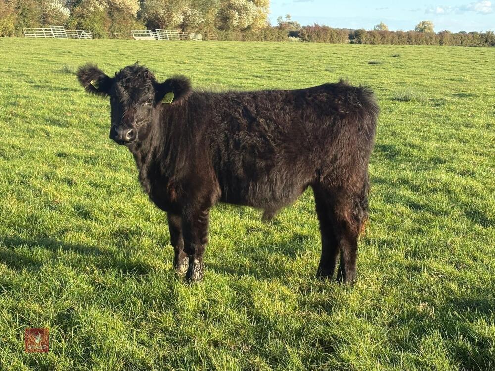6MO BEEF SHORTHORN X STEER