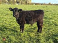 6MO BEEF SHORTHORN X STEER