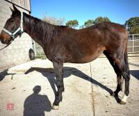 2YO 14.2HH THOROUGHBRED COLT