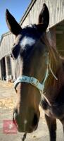 2YO 14.2HH THOROUGHBRED COLT - 2