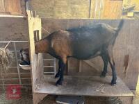 2 X 3YO NANNY GOATS