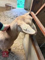 2 X 3YO NANNY GOATS - 2