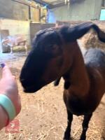 2 X 3YO NANNY GOATS - 3