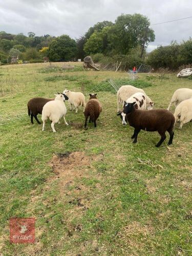 9 CROSS BREED STORE LAMBS