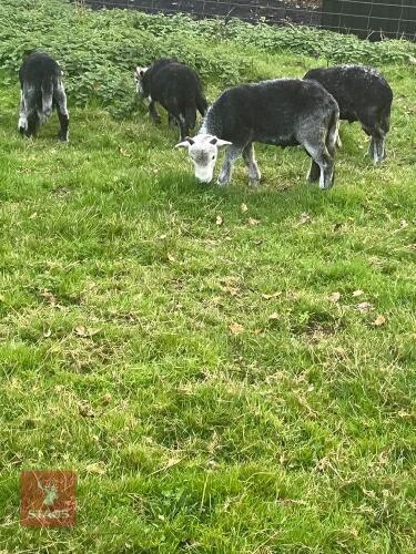 4 HERDWICK RAM LAMBS
