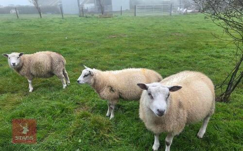 5 X 7MO BADGER FACE X TEXEL RAM LAMBS