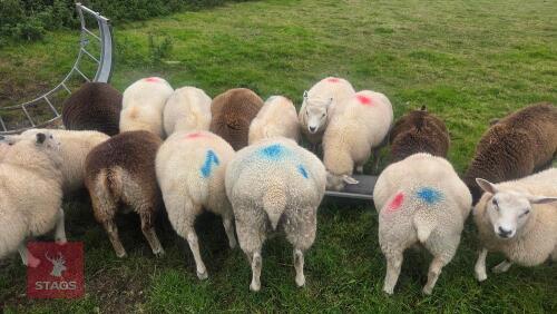 5 X 7MO BADGER FACED X TEXEL EWE LAMBS