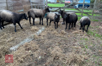 6 PUREBRED BLUE TEXEL EWE LAMBS - BIDS PER LIFE