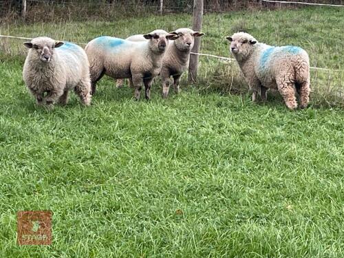 4 DORSET DOWN X MIXED SEX LAMBS