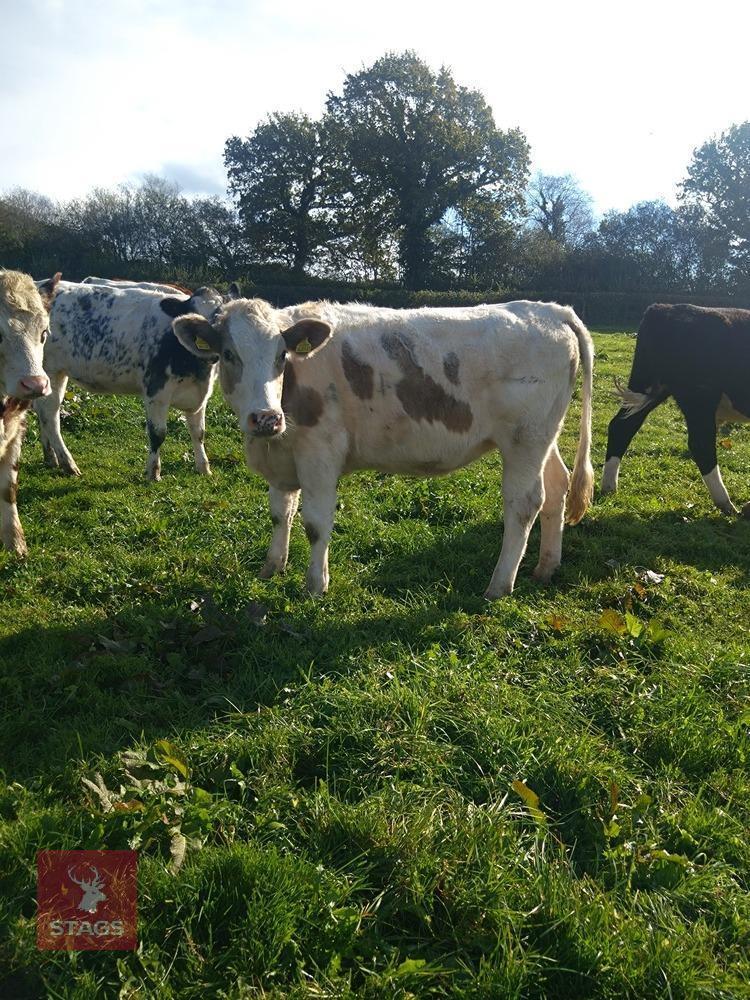 21MO CHAROLAIS HEIFER