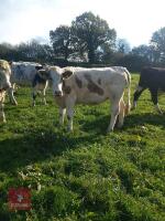21MO CHAROLAIS HEIFER