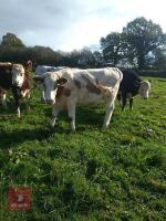 21MO CHAROLAIS HEIFER - 2
