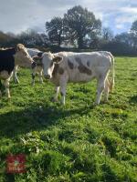 21MO CHAROLAIS HEIFER - 3