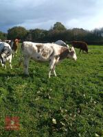 21MO CHAROLAIS HEIFER - 4