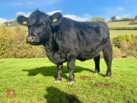 2YO ANGUS X DEXTER HEIFER - 2
