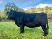2YO ANGUS X DEXTER HEIFER