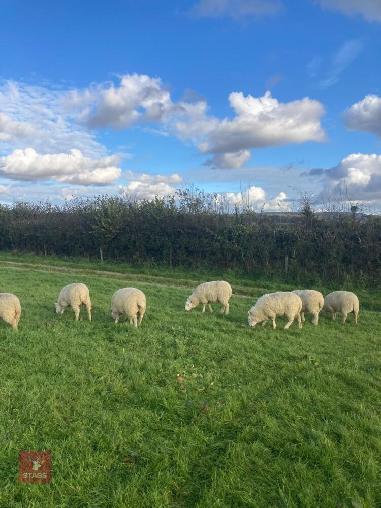 8 WFD X CHEVIOT EWE LAMBS