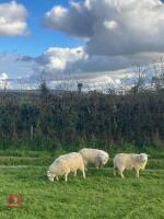 8 WFD X CHEVIOT EWE LAMBS - 2