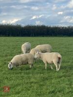 8 WFD X CHEVIOT EWE LAMBS - 3