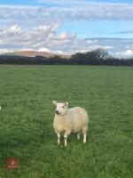 8 WFD X CHEVIOT EWE LAMBS - 4