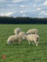 8 WFD X CHEVIOT EWE LAMBS - 5