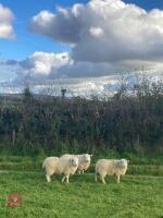 8 WFD X CHEVIOT EWE LAMBS - 7