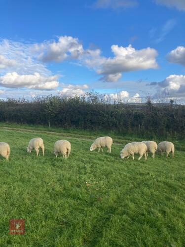 12 CHEVIOT X EWE LAMBS