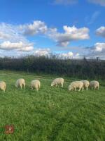 12 CHEVIOT X EWE LAMBS