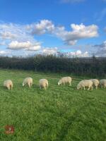 12 CHEVIOT X EWE LAMBS - 6