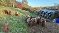 2 PEDIGREE COLOURED RYELAND EWE LAMBS - 2