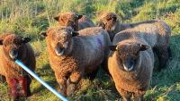 3 PEDIGREE COLOURED RYELAND EWE LAMBS