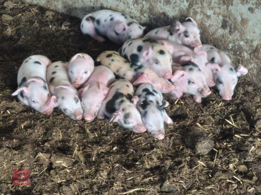 GLOUCESTER OLD SPOT X SOW & 13 PIGLETS - BIDS PER LIFE