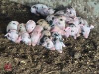 GLOUCESTER OLD SPOT X SOW & 13 PIGLETS - BIDS PER LIFE