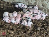 GLOUCESTER OLD SPOT X SOW & 13 PIGLETS - BIDS PER LIFE - 2