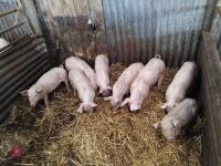 4 WELSH MIXED SEX WEANERS - BIDS PER LIFE