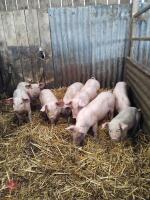 4 WELSH MIXED SEX WEANERS - BIDS PER LIFE - 2