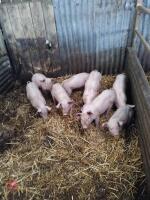 4 WELSH MIXED SEX WEANERS - BIDS PER LIFE - 3