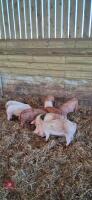 8 MIXED SEX LARGE WHITE X WEANERS - 2