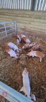 10 MIXED SEX LARGE WHITE X WEANERS - 2